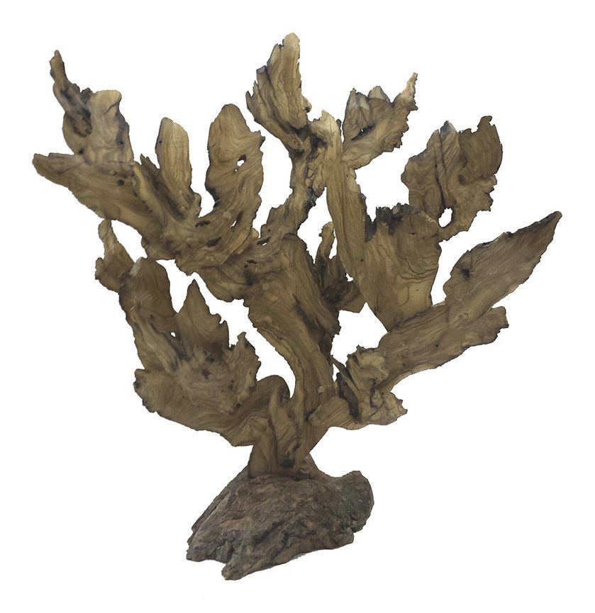 Coral 3