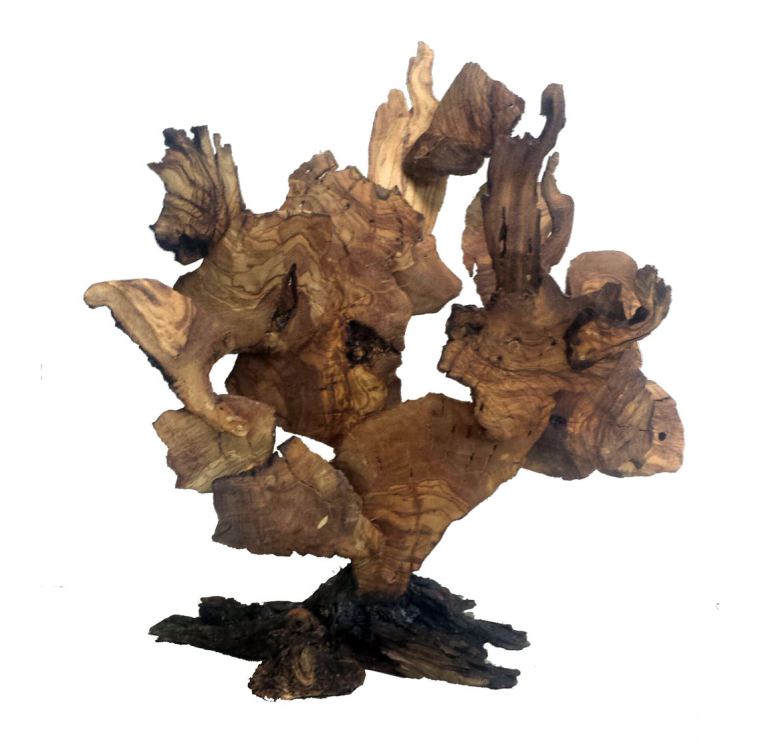 Coral 2